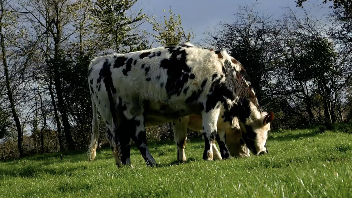 Photo de vaches laitière