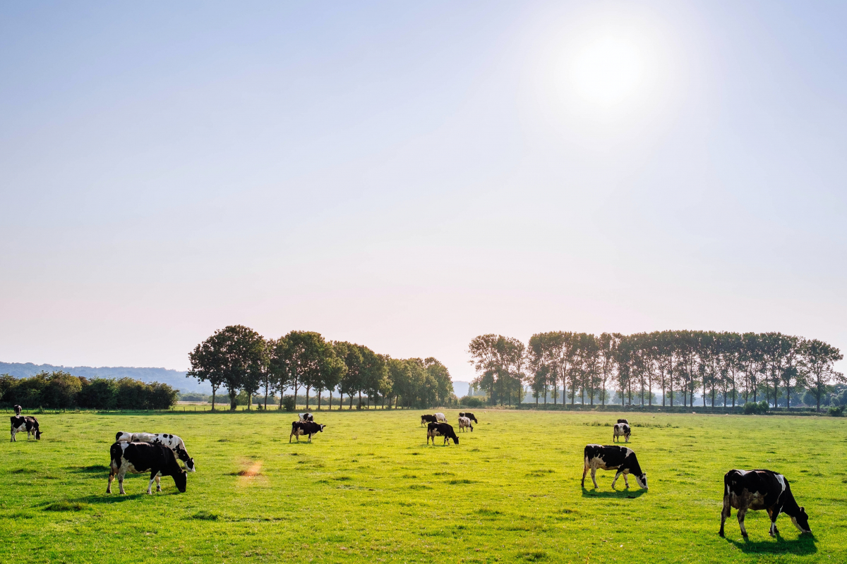 prés et vaches normandes